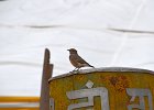 Taigavliegenvanger (Taiga flycatcher) Ficedula albicilla - Ongiin Khid 18-08-2016 (1)